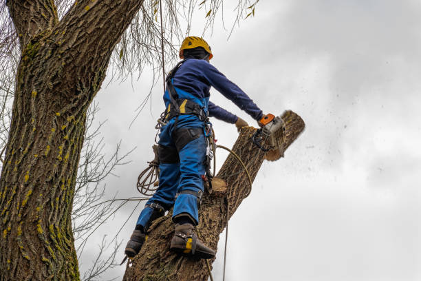 Best Tree Mulching  in Helmetta, NJ